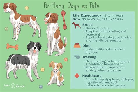 brittany sette|brittany dog characteristics.